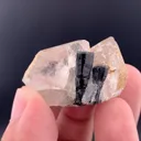 specimen video
