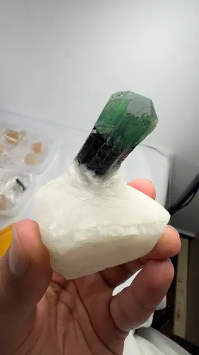 specimen video