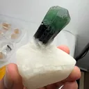 specimen video