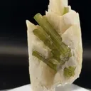 specimen video