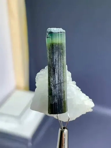 specimen video