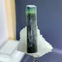 specimen video