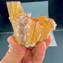 specimen video