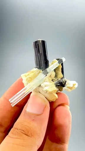 specimen video