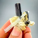specimen video