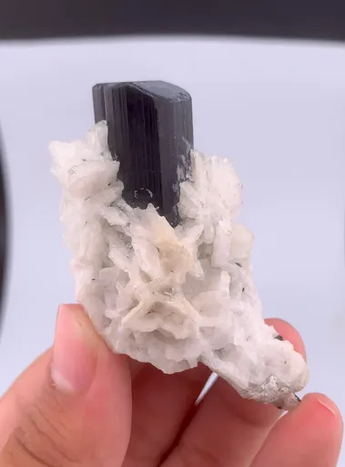 specimen video