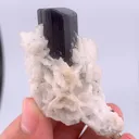 specimen video
