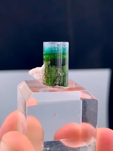 specimen video