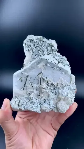 specimen video