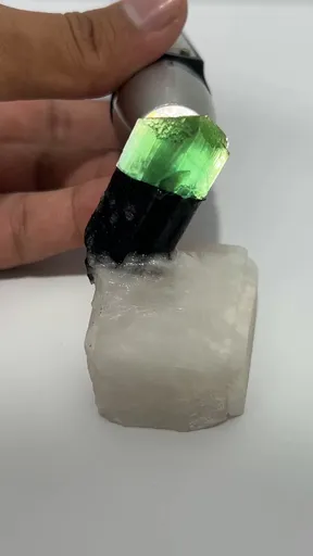 specimen video