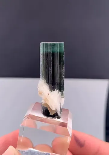 specimen video