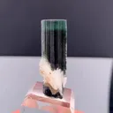 specimen video