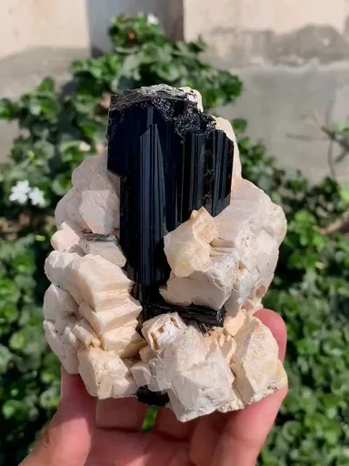 specimen video