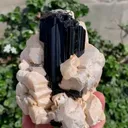 specimen video