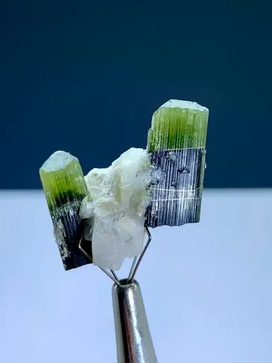 specimen video