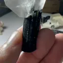 specimen video
