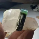 specimen video