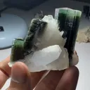 specimen video