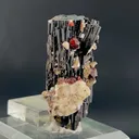 specimen video