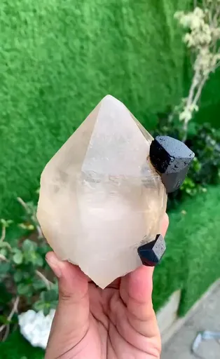 specimen video