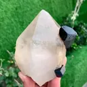 specimen video
