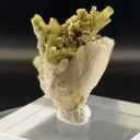 specimen video
