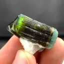 specimen video