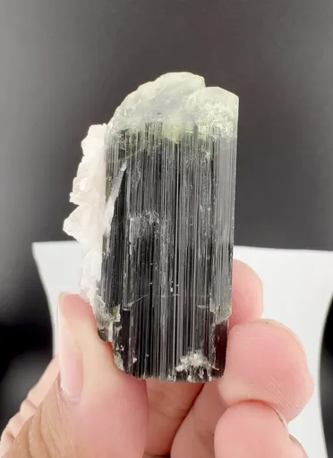 specimen video