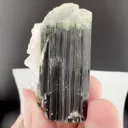 specimen video