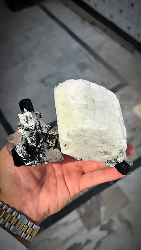 specimen video