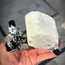 specimen video