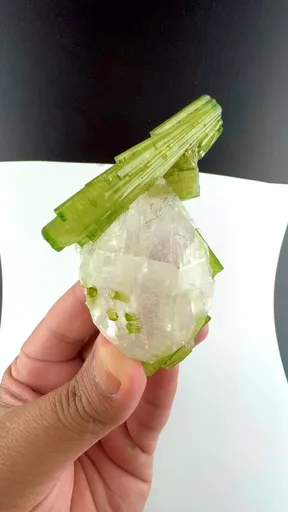 specimen video