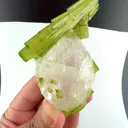 specimen video