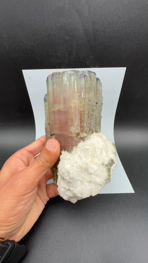 specimen video