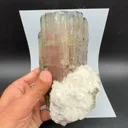 specimen video