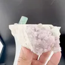 specimen video