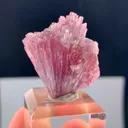 specimen video