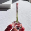 specimen video