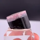 specimen video
