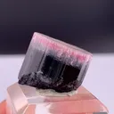 specimen video