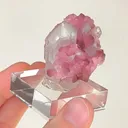 specimen video