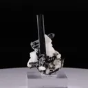 specimen video
