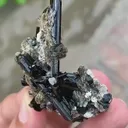specimen video
