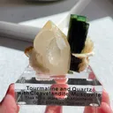 specimen video