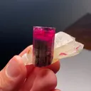 specimen video