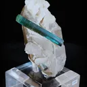 specimen video