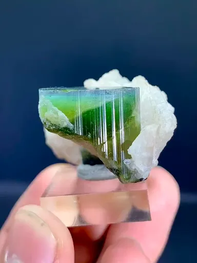 specimen video