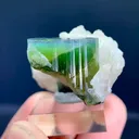 specimen video