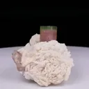 specimen video