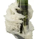Tourmaline on Cleavelandite - image 3